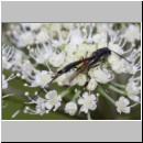 Gasteruption jaculator - Gichtwespe w02b 15mm - OS-Hellern Waldwiese det.jpg